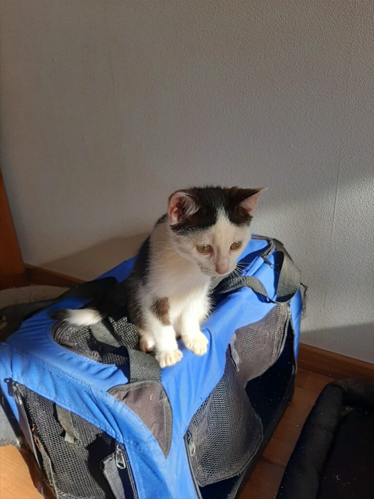 transporttas (kitten ophalen wat heb je alvast nodig in huis)
